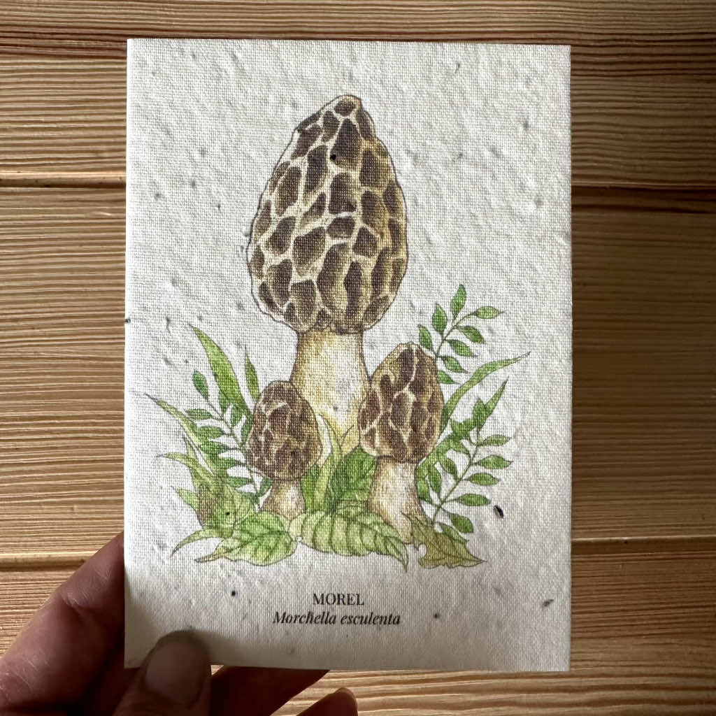 Morel Mushroom Greeting Card Plantable Wildflower Herb Seed Card