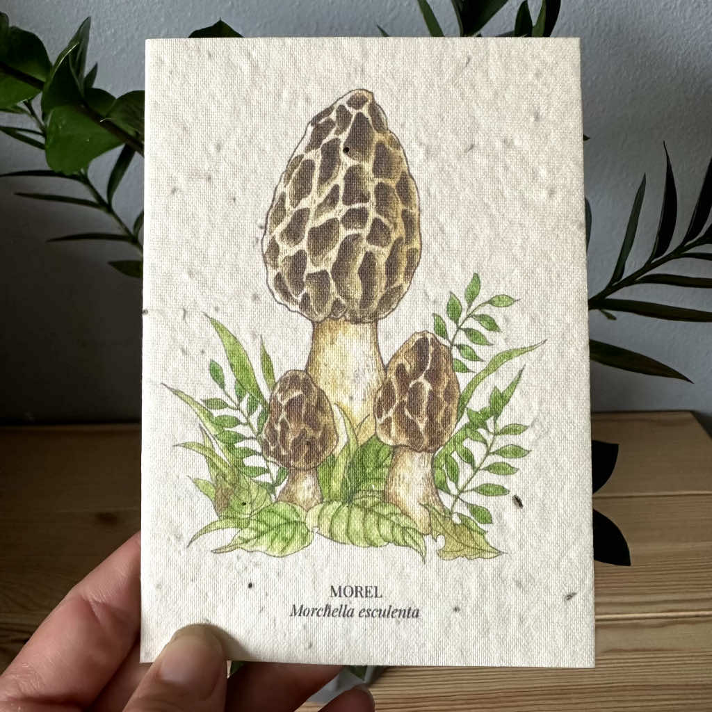 Morel Mushroom Greeting Card Plantable Wildflower Herb Seed Card