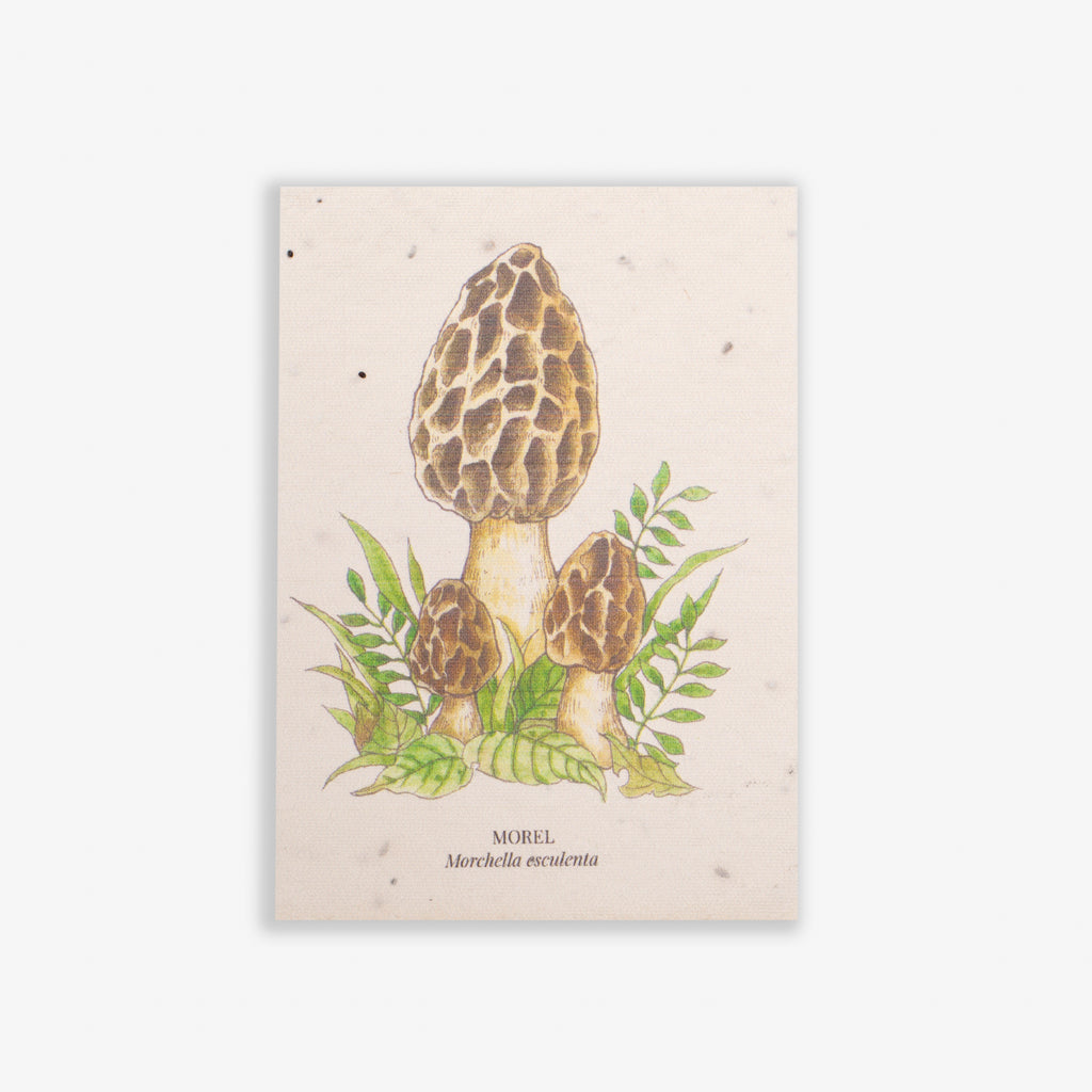 Morel Mushroom Greeting Card Plantable Wildflower Herb Seed Card